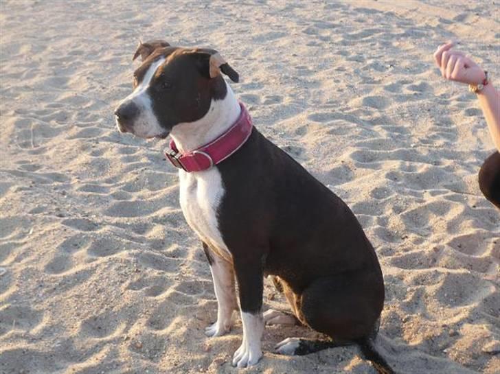 Amerikansk staffordshire terrier Versatus Chanel - D. 7.6.08 billede 9