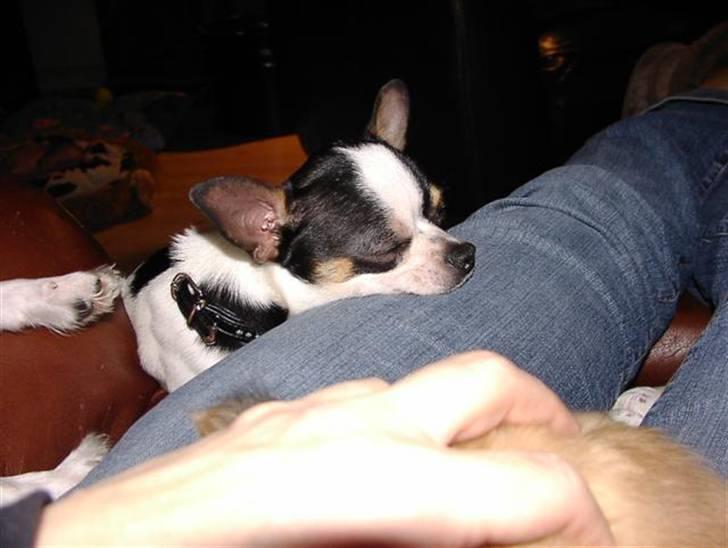 Chihuahua Gucci - det bedste i livet billede 2