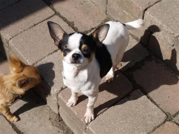 Chihuahua Gucci - ja, han er køn billede 3