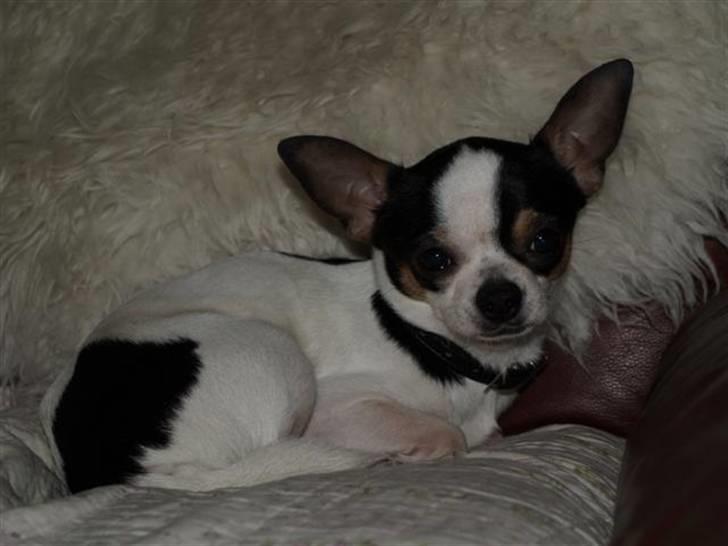 Chihuahua Gucci - endnu en gang i mors stol billede 4