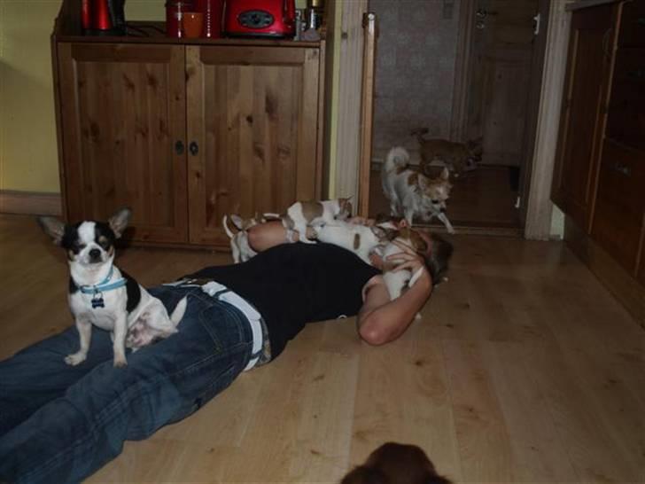 Chihuahua Gucci - med det stor overblik billede 5