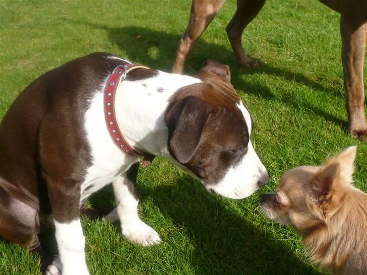 Amerikansk staffordshire terrier Versatus Chanel billede 10