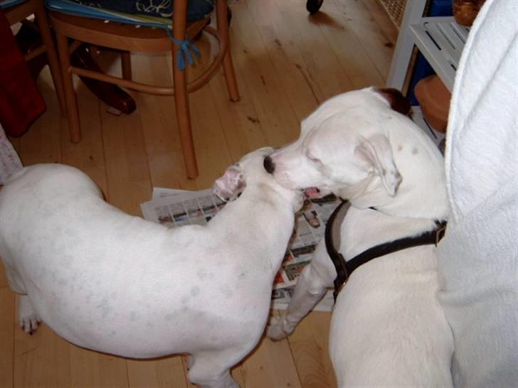 Amerikansk bulldog Albie - Her har jeg besøg af mine hvalpes far. Han hedder Armani og er bare så sød....... billede 14