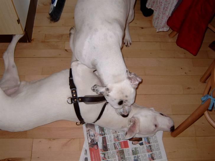 Amerikansk bulldog Albie - Vi glæder os rigtig meget til at blive forældre. Håber det går godt. billede 15