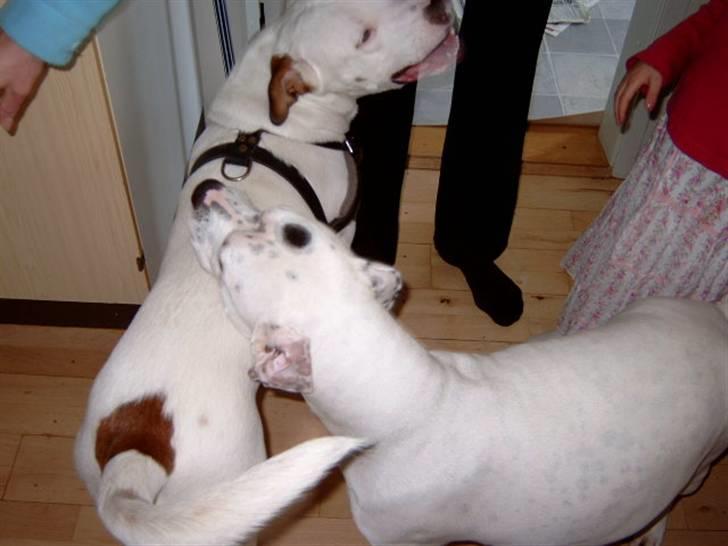 Amerikansk bulldog Albie - Kan I ikke se, hvor glade vi er for hinanden. Vi får rigtig gode hvalpe.  billede 16