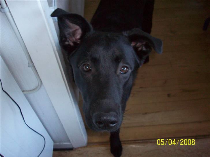 Blanding af racer Tigo - Hej billede 1