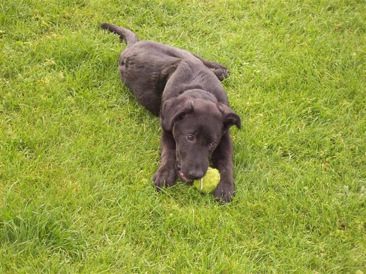 Blanding af racer Tigo billede 2