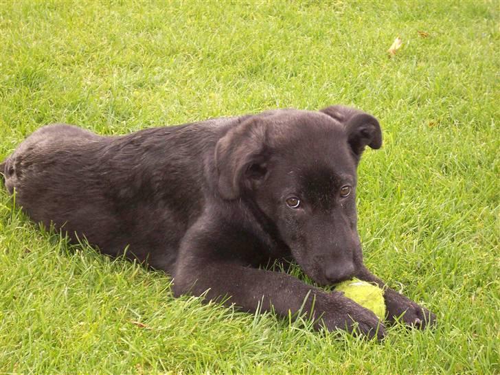 Blanding af racer Tigo billede 3