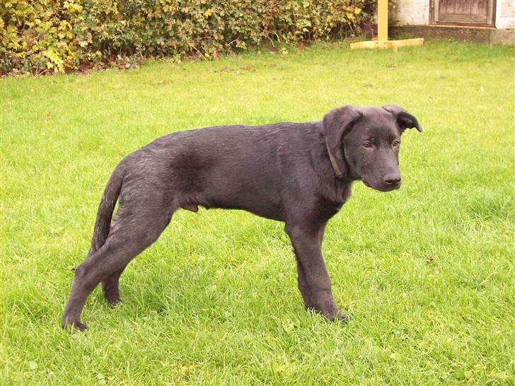 Blanding af racer Tigo billede 4