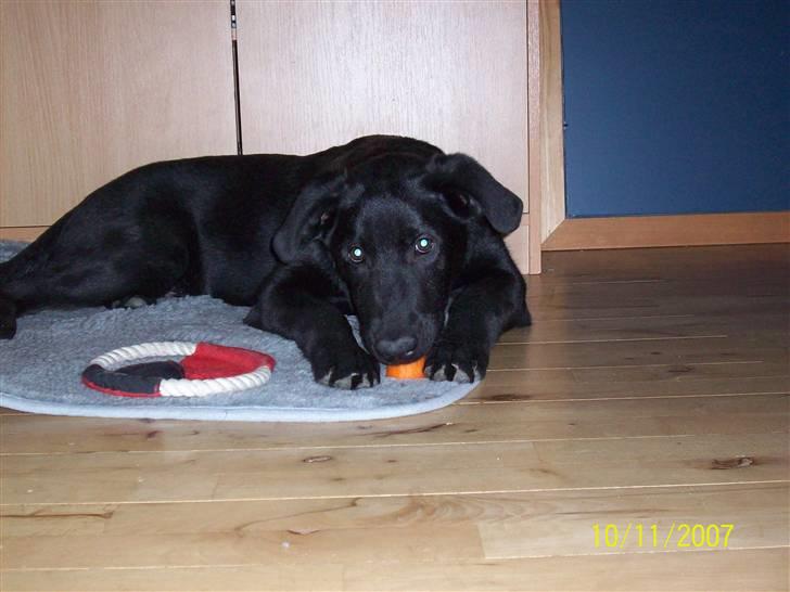 Blanding af racer Tigo billede 5