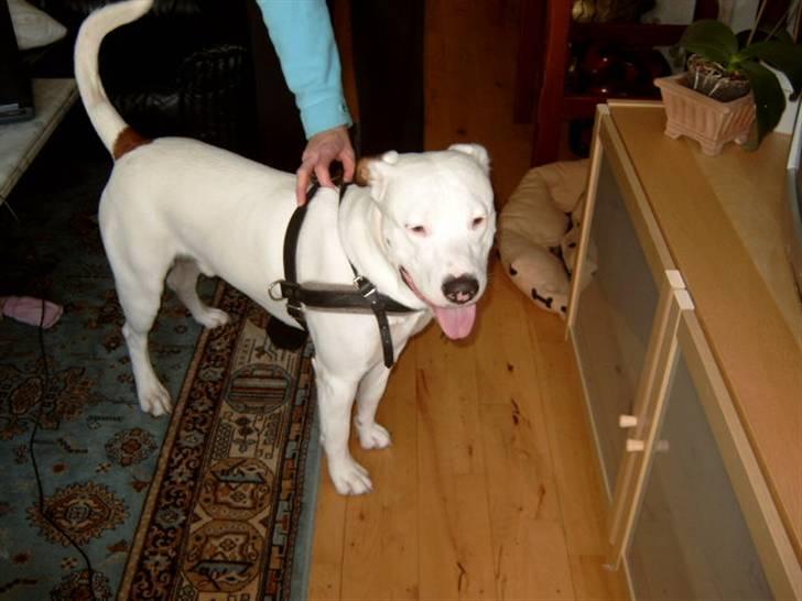 Amerikansk bulldog Albie - Hej her er jeg den stolte far. billede 17