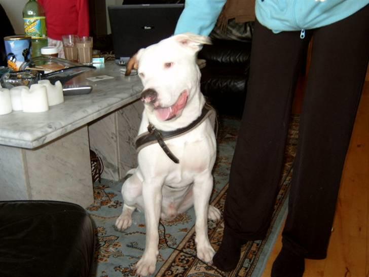 Amerikansk bulldog Albie - Er jeg ikke bare pæn. Jeg er ihvertfald rigtig sød. billede 18