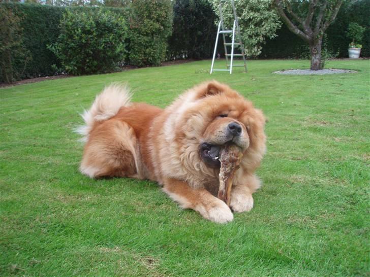 Chow chow Tyson billede 6