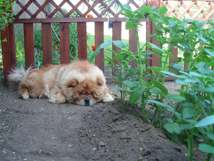 Chow chow Tyson billede 7