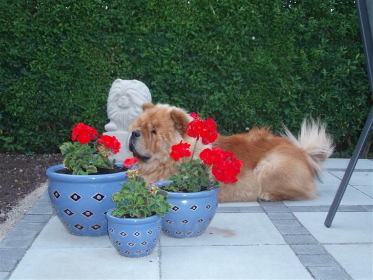 Chow chow Tyson billede 8