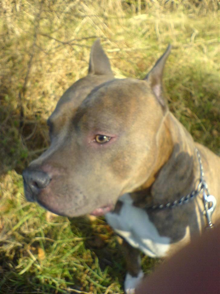 Amerikansk staffordshire terrier Gismo billede 1