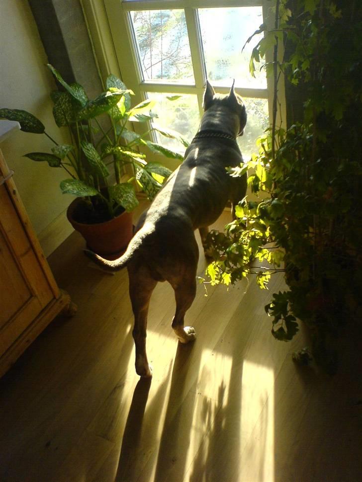 Amerikansk staffordshire terrier Gismo billede 2