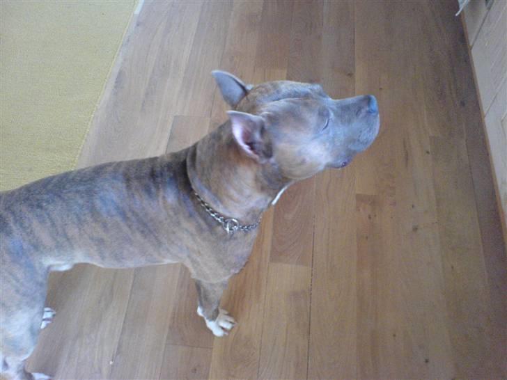 Amerikansk staffordshire terrier Gismo billede 3