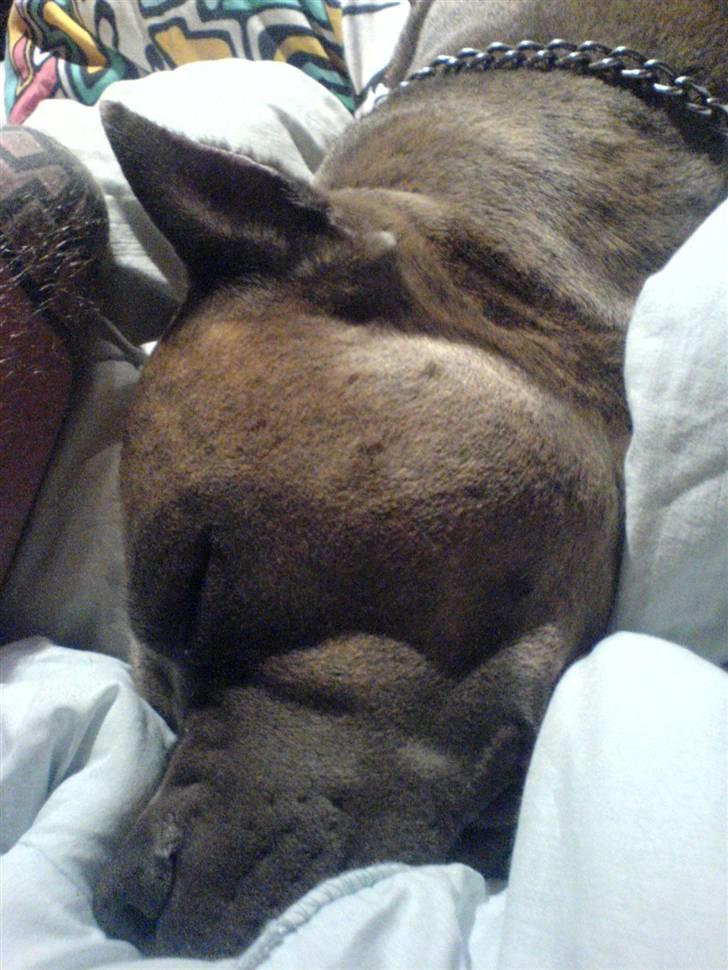 Amerikansk staffordshire terrier Gismo billede 4