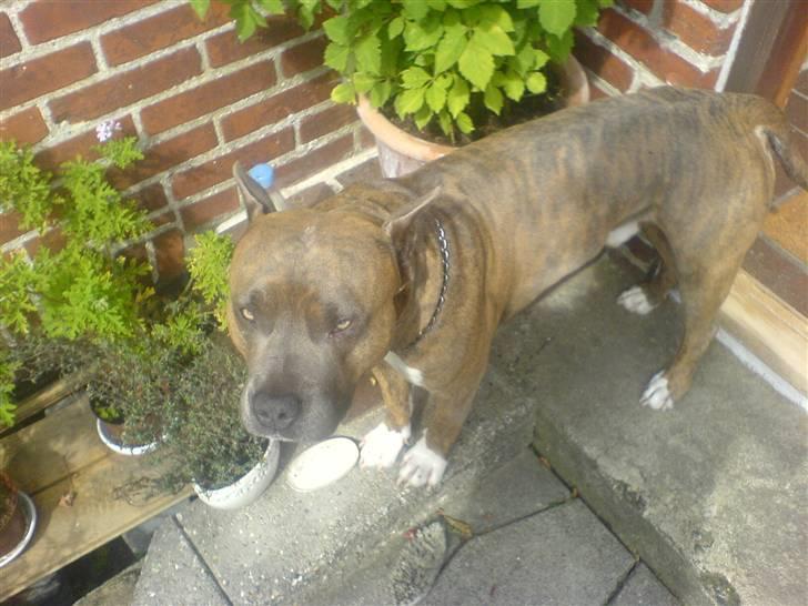 Amerikansk staffordshire terrier Gismo billede 5