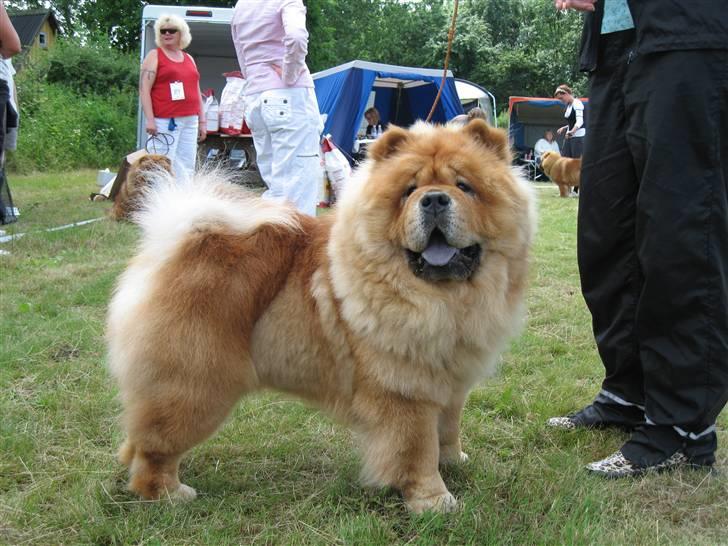 Chow chow Tyson billede 9