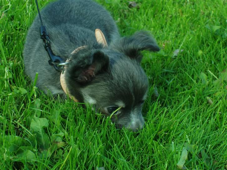 Chihuahua ** Casanova ** billede 10