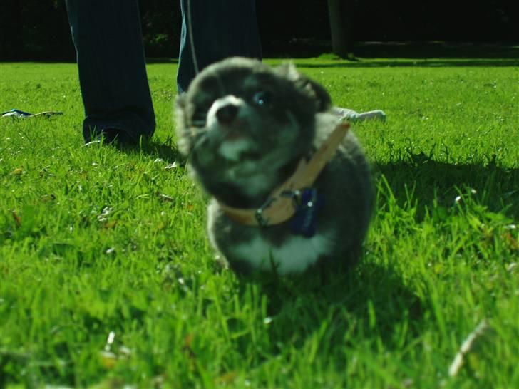 Chihuahua ** Casanova ** billede 11