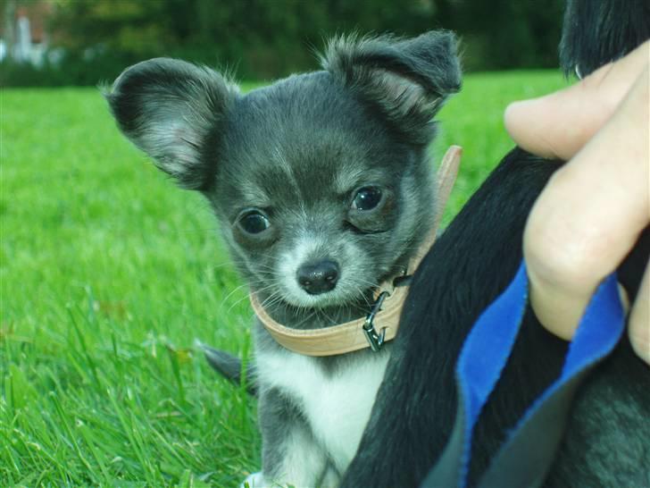 Chihuahua ** Casanova ** - * Kuk kuuuk * billede 12