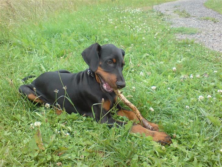 Dobermann Sniper R.I.P. billede 15