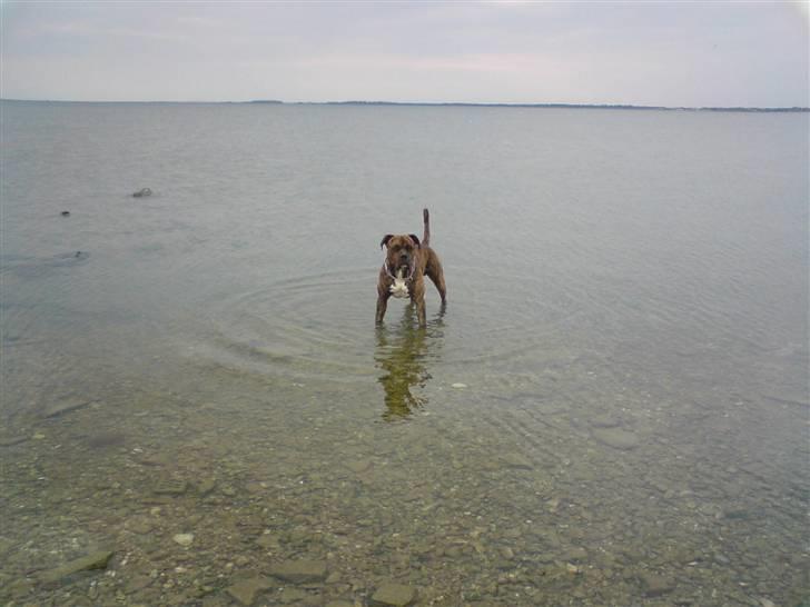 Amerikansk bulldog Samson billede 15