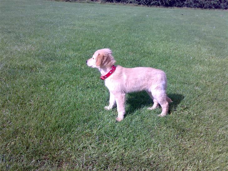 Blanding af racer Maggie billede 1