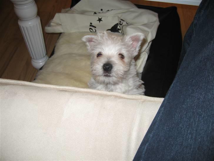West highland white terrier Frida - Haallooo, ta mig op!!  billede 8