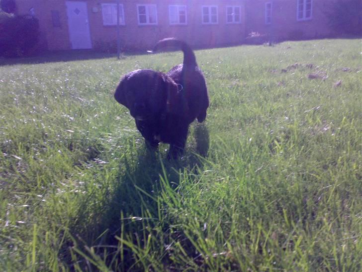 Blanding af racer Manse billede 1