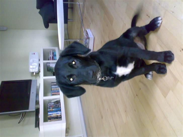 Blanding af racer Manse billede 2