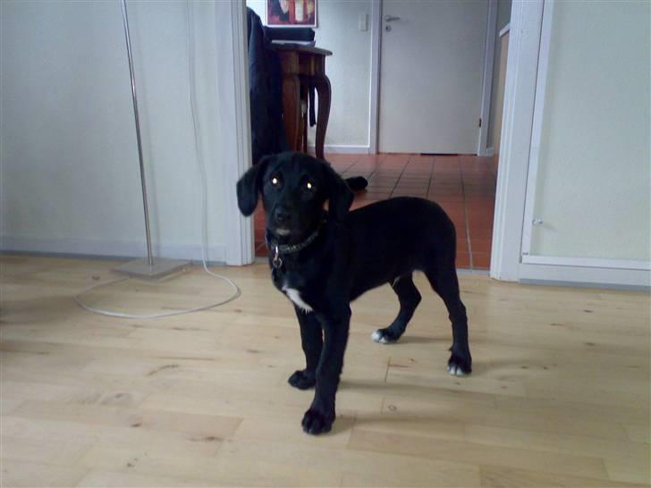 Blanding af racer Manse - nyt billede 3