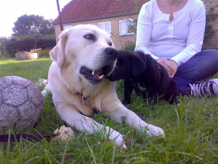 Blanding af racer Manse - Joey og Mig billede 4