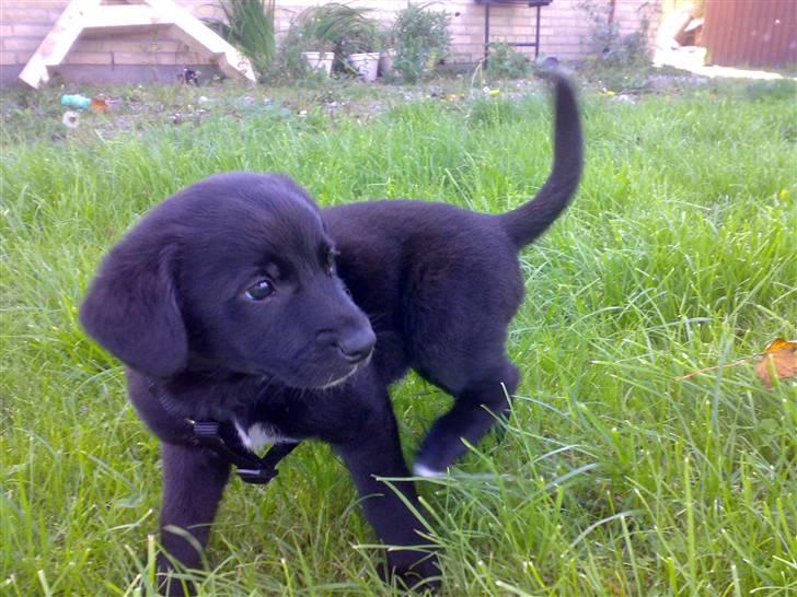 Blanding af racer Manse billede 5