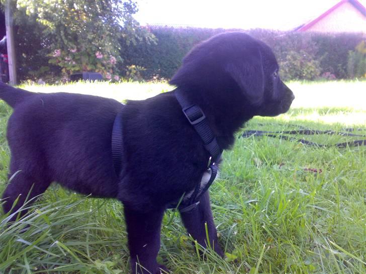 Blanding af racer Manse billede 6