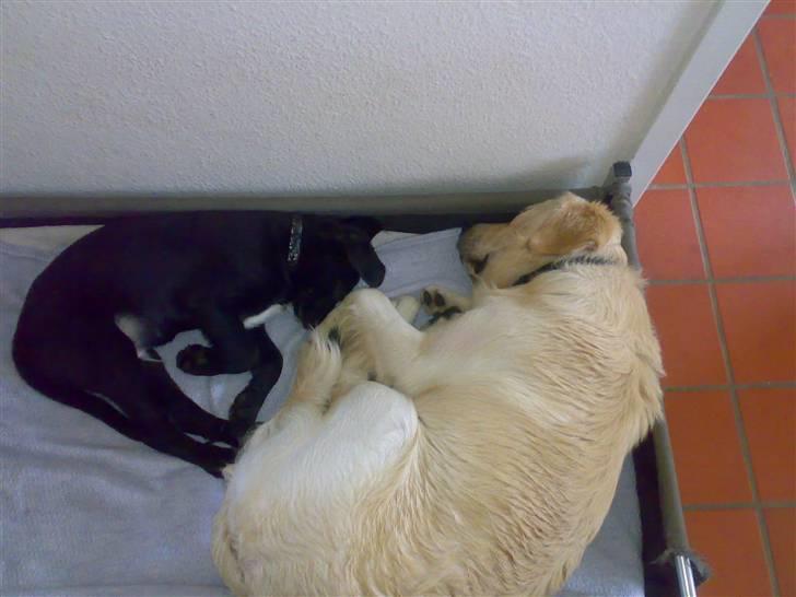 Blanding af racer Manse - nyt billede 7