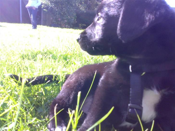 Blanding af racer Manse billede 8