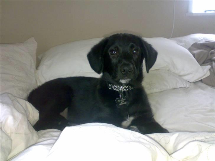 Blanding af racer Manse - nyt billede 9