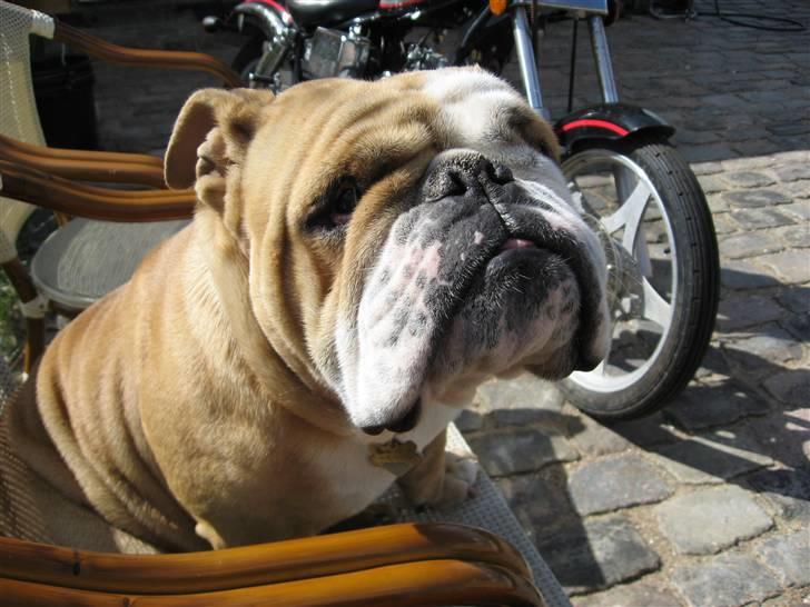 Engelsk bulldog Ib billede 12