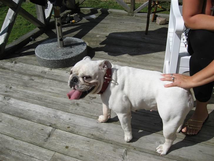 Engelsk bulldog Ib - Ib`s kæreste Tytte billede 13