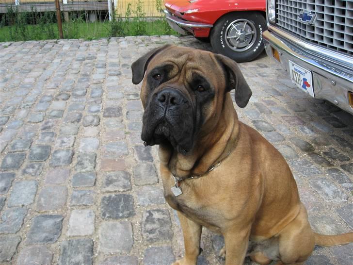 Bullmastiff Holger R.I.P. billede 12