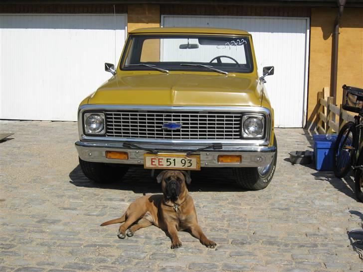 Bullmastiff Holger R.I.P. billede 13