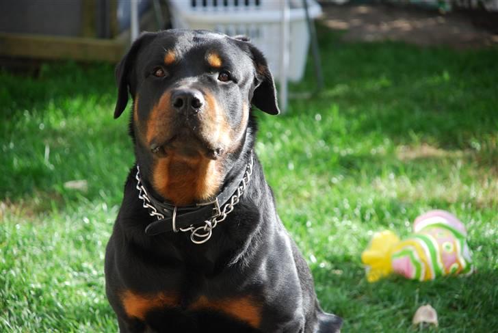 Rottweiler Charli billede 1