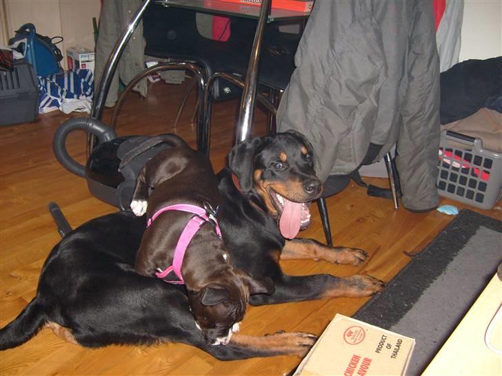 Rottweiler Charli - Mig og min lege kammerat Bianca billede 2