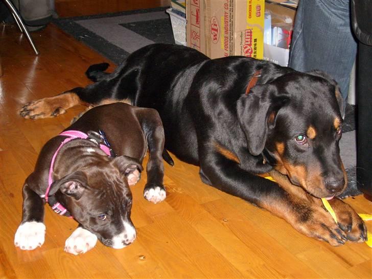 Rottweiler Charli - Ser vi ikke uskyldige ud billede 3
