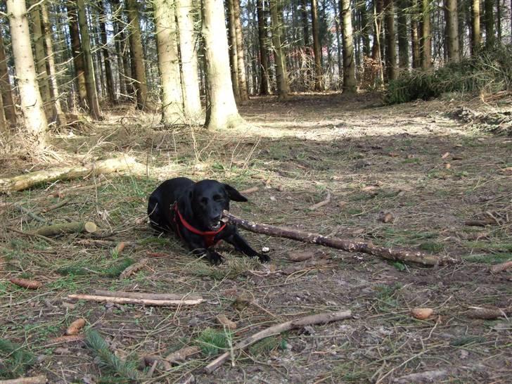 Blanding af racer Olivia billede 16