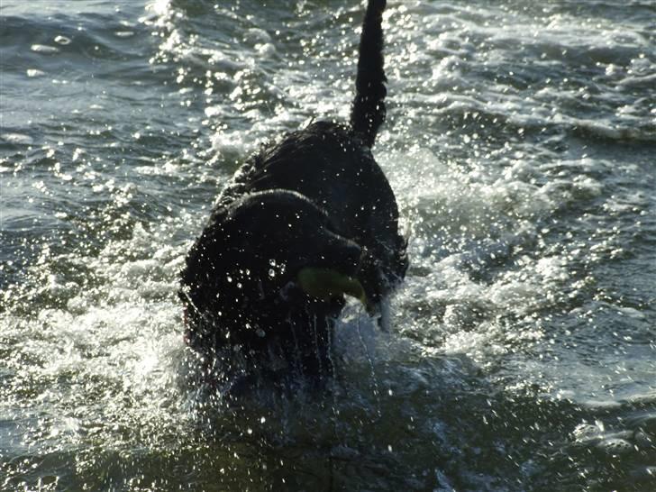 Blanding af racer Olivia billede 17